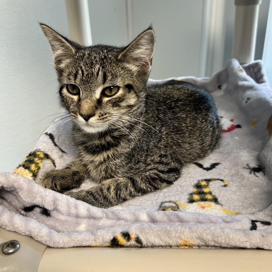 Enlarge Bro, a Adoptable Domestic Short Hair in Oneonta, NY image 6/6