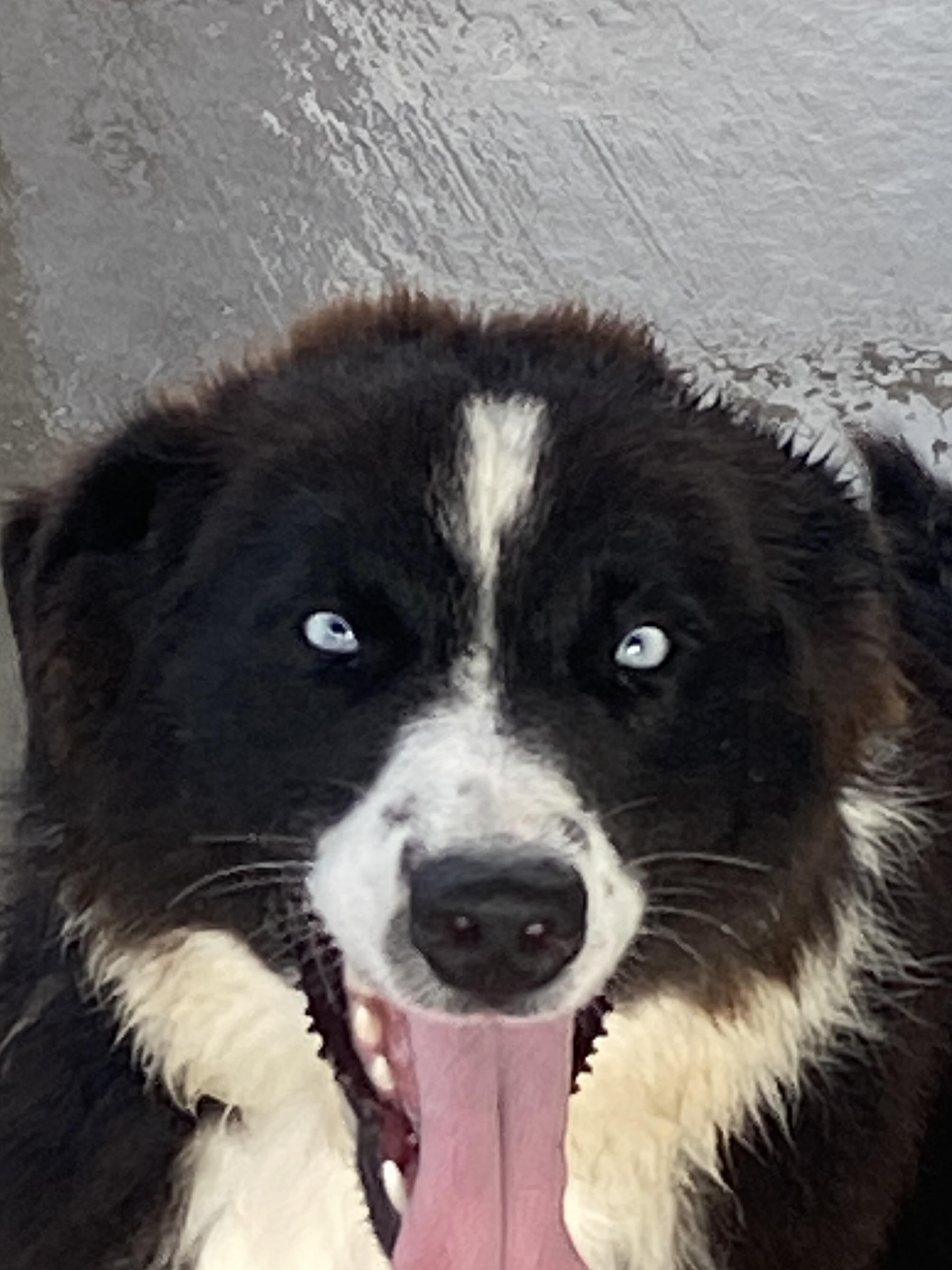 Poncho, adopted, Young Male Australian Shepherd & Border Collie.