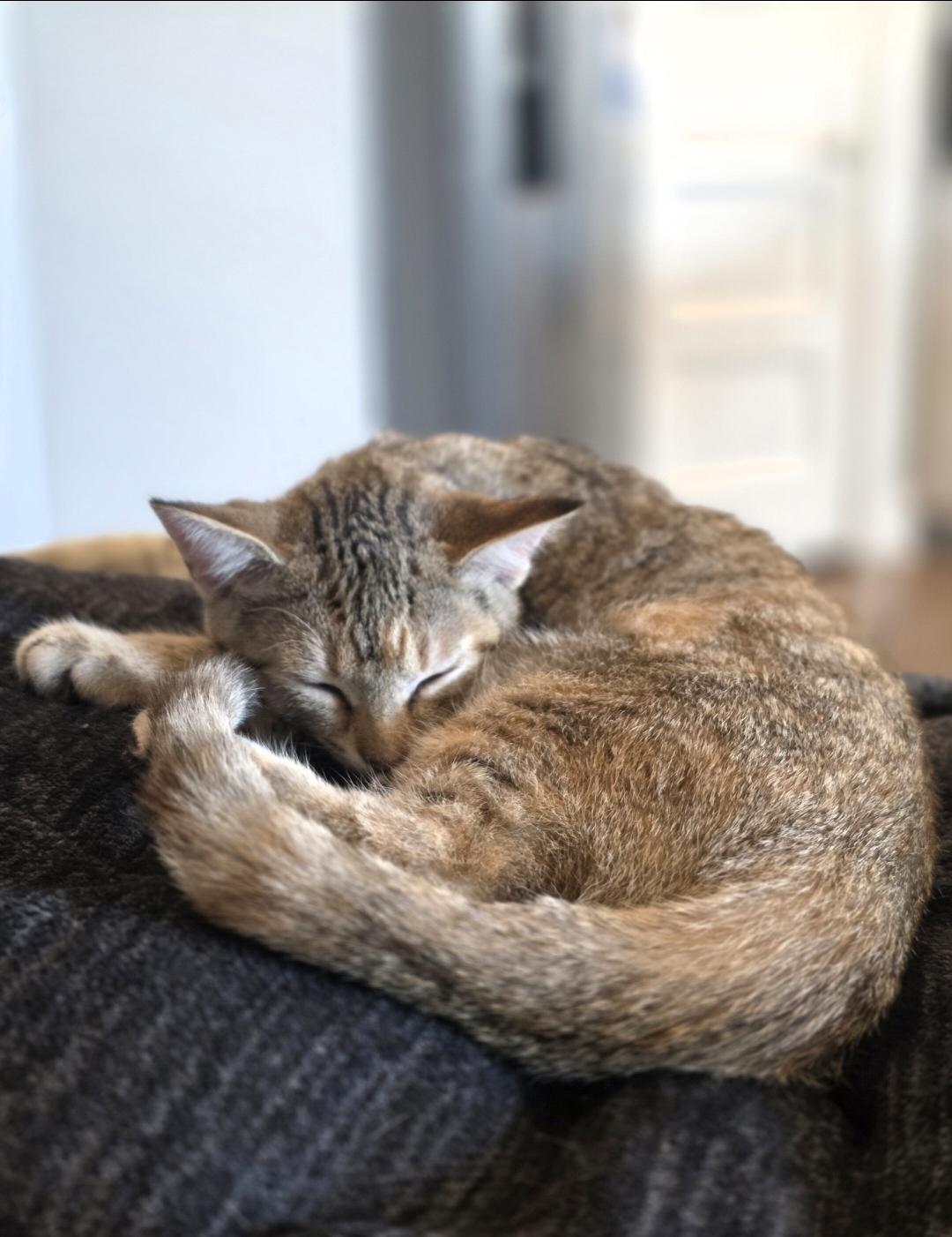 Enlarge Rose, a Adoptable Domestic Short Hair in Lincoln, NE image 3/5