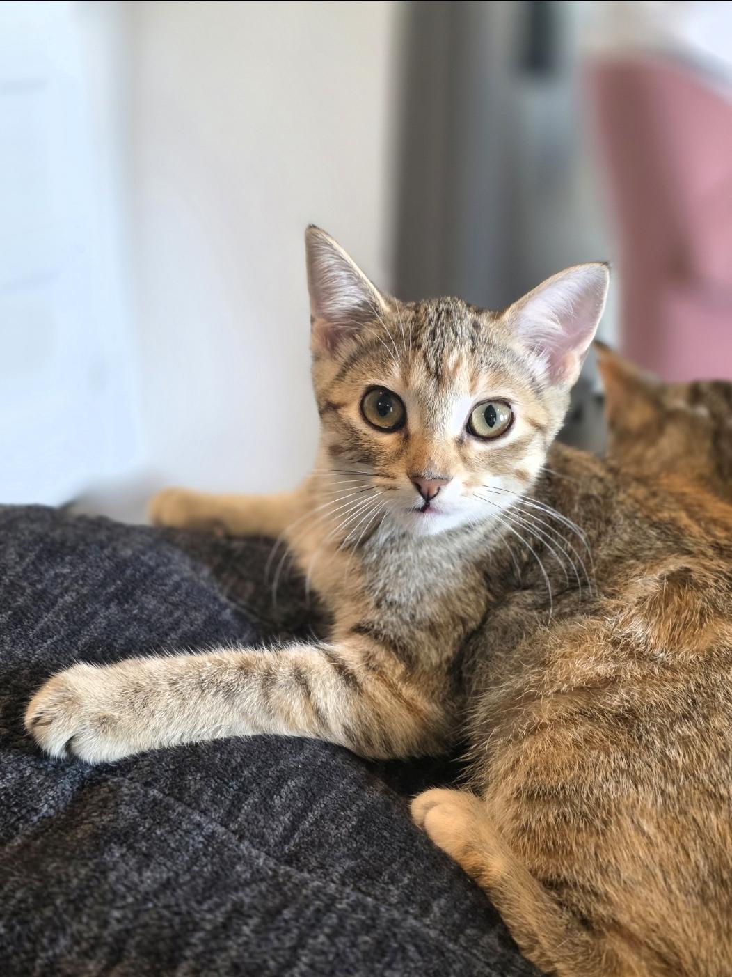 Rose, Adoptable, Kitten Female Domestic Short Hair.