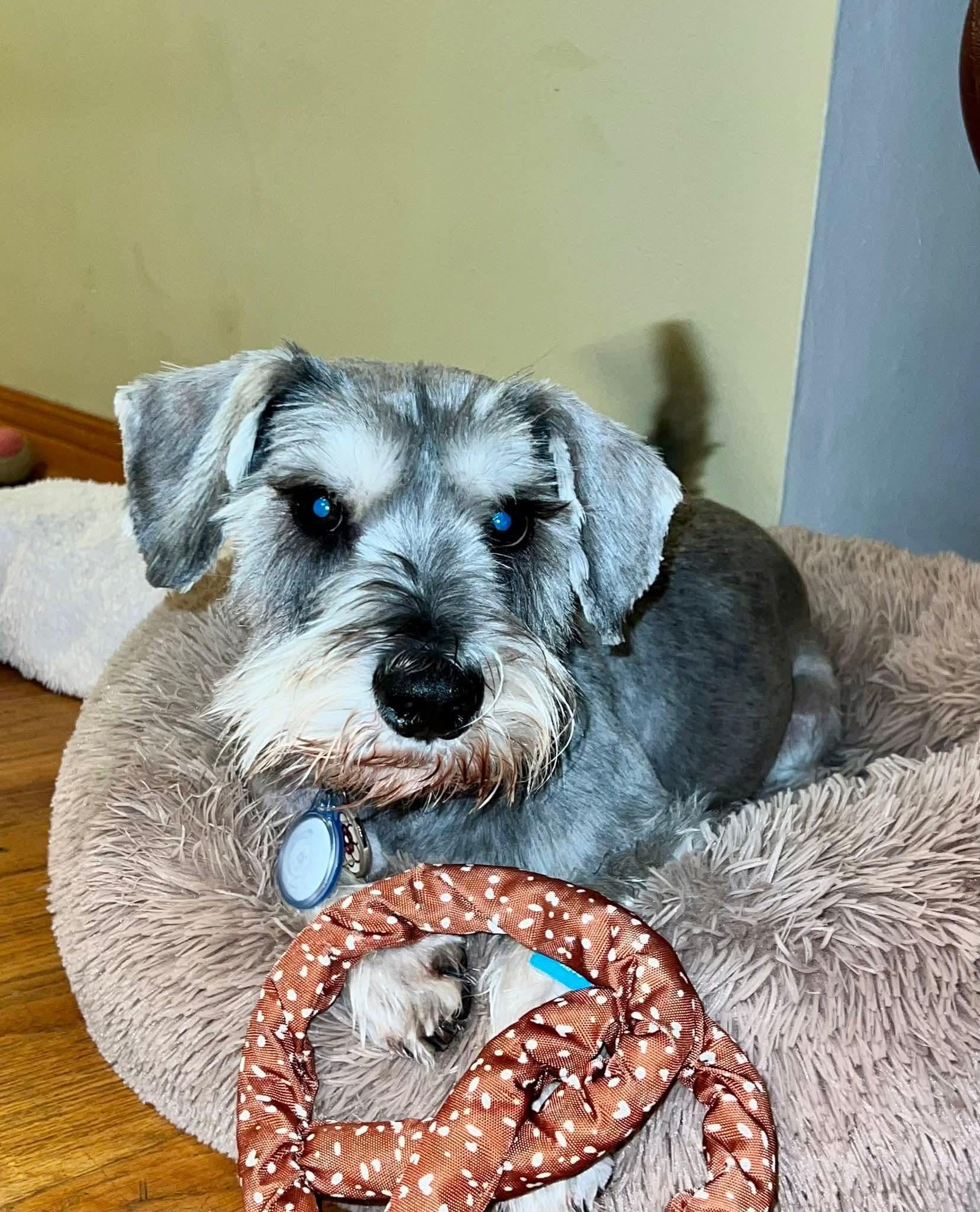 TAM $425, adopted, Adult Male Schnauzer.