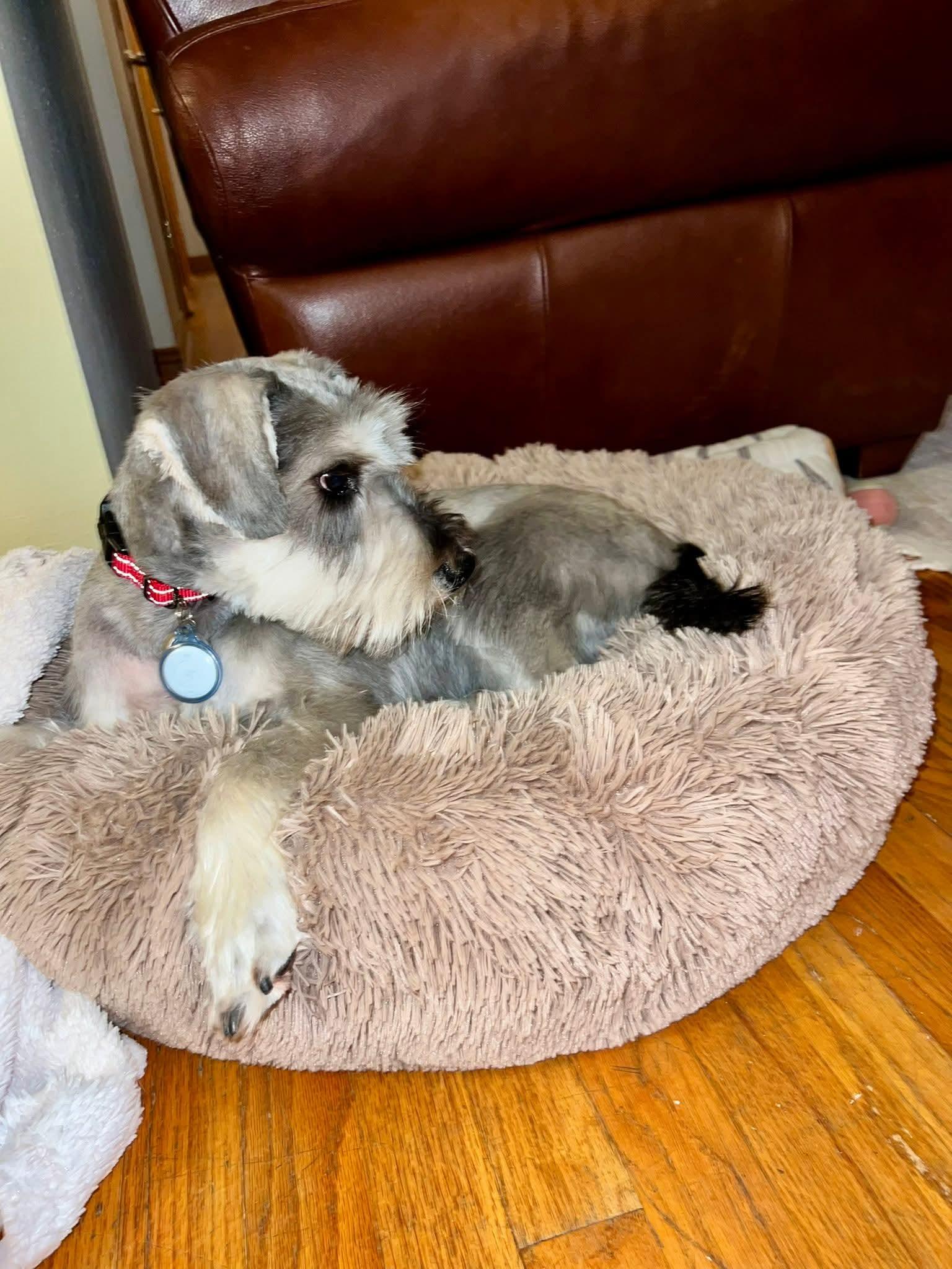 TAM $425, an adopted mixed breed in Milwaukee, WI image 2/5