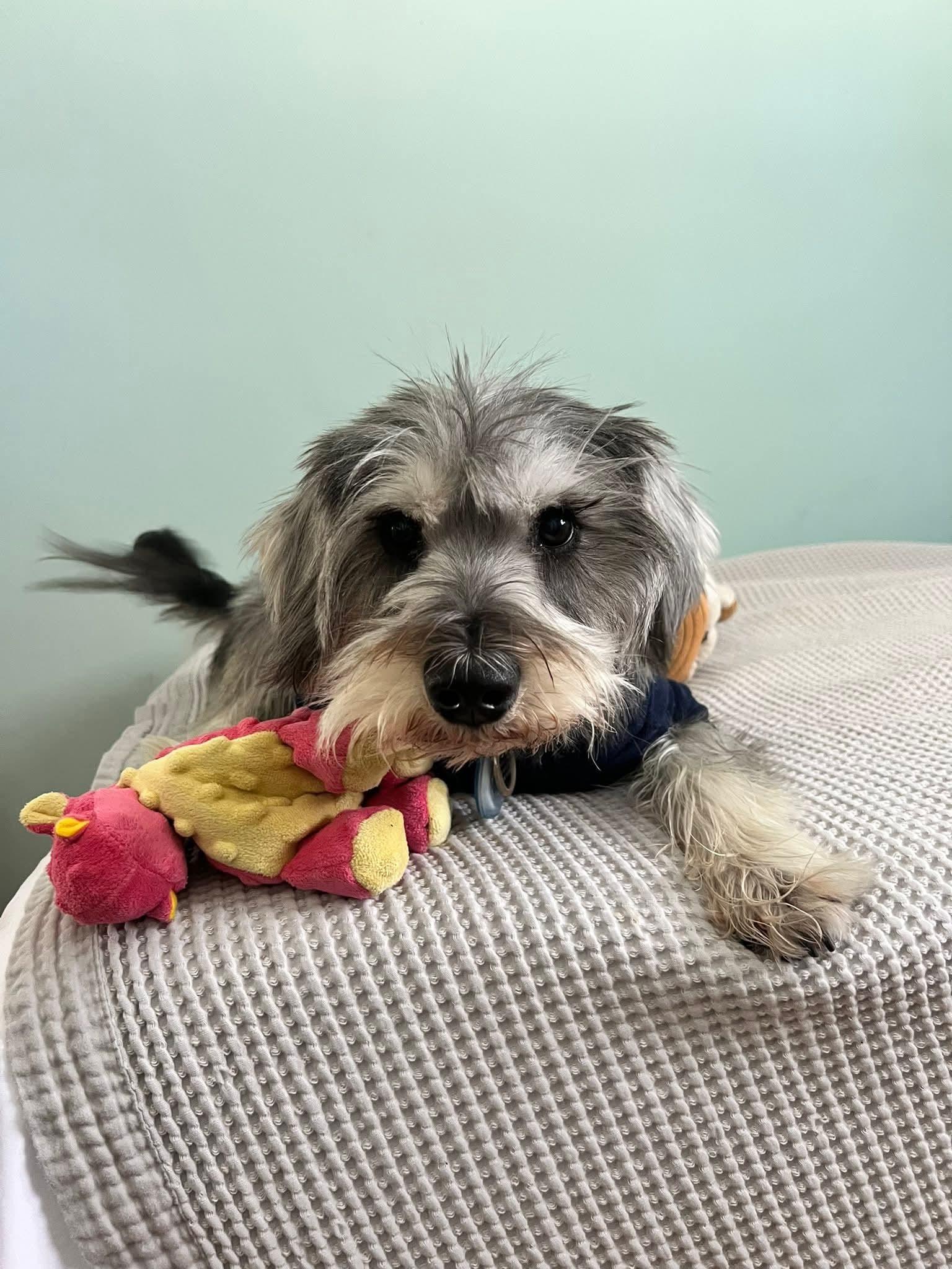 TAM $425, an adopted mixed breed in Milwaukee, WI image 5/5