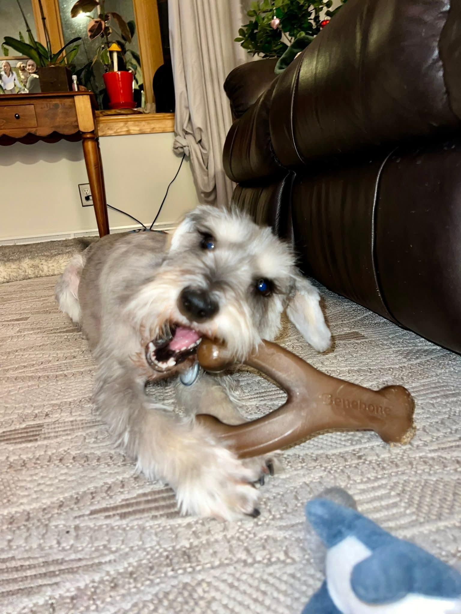 TAM $425, an adopted mixed breed in Milwaukee, WI image 3/5