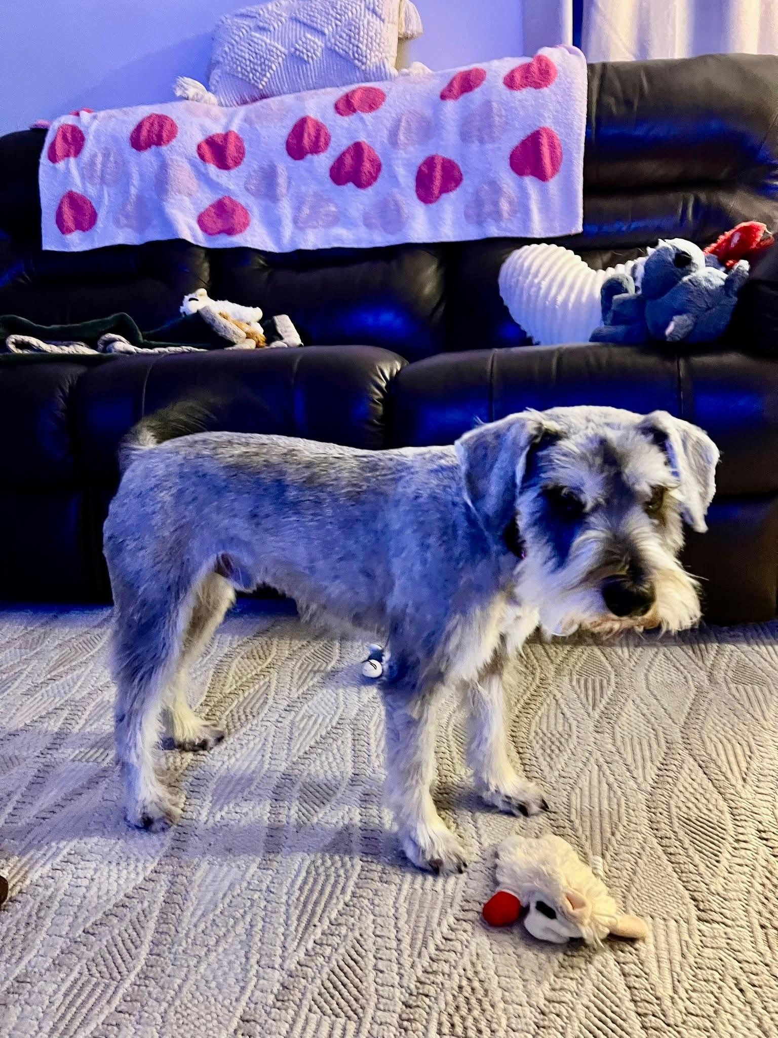 TAM $425, an adopted mixed breed in Milwaukee, WI image 4/5