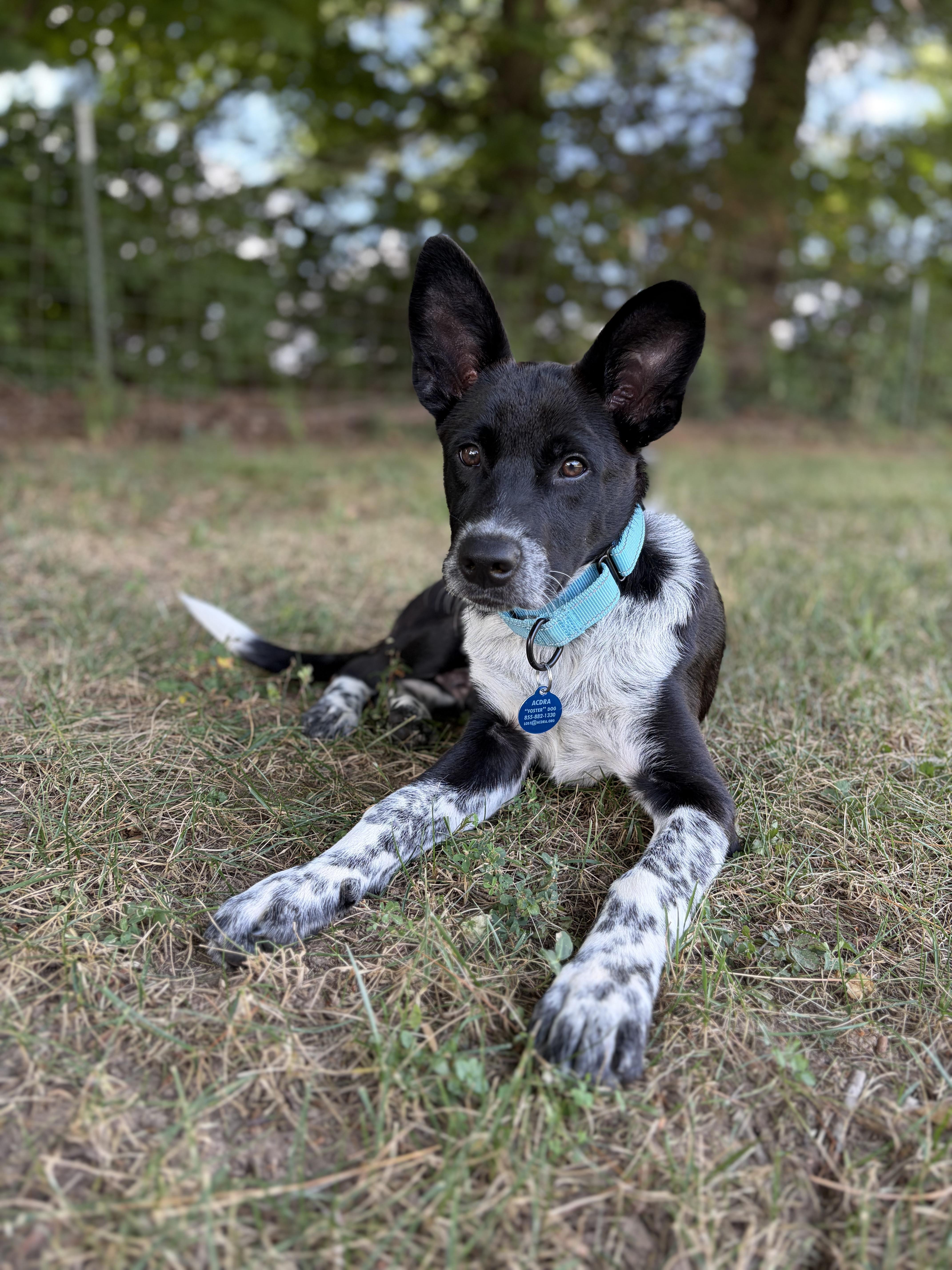 Enlarge Sam, a Adoptable Australian Cattle Dog / Blue Heeler in Bardstown , KY image 1/5