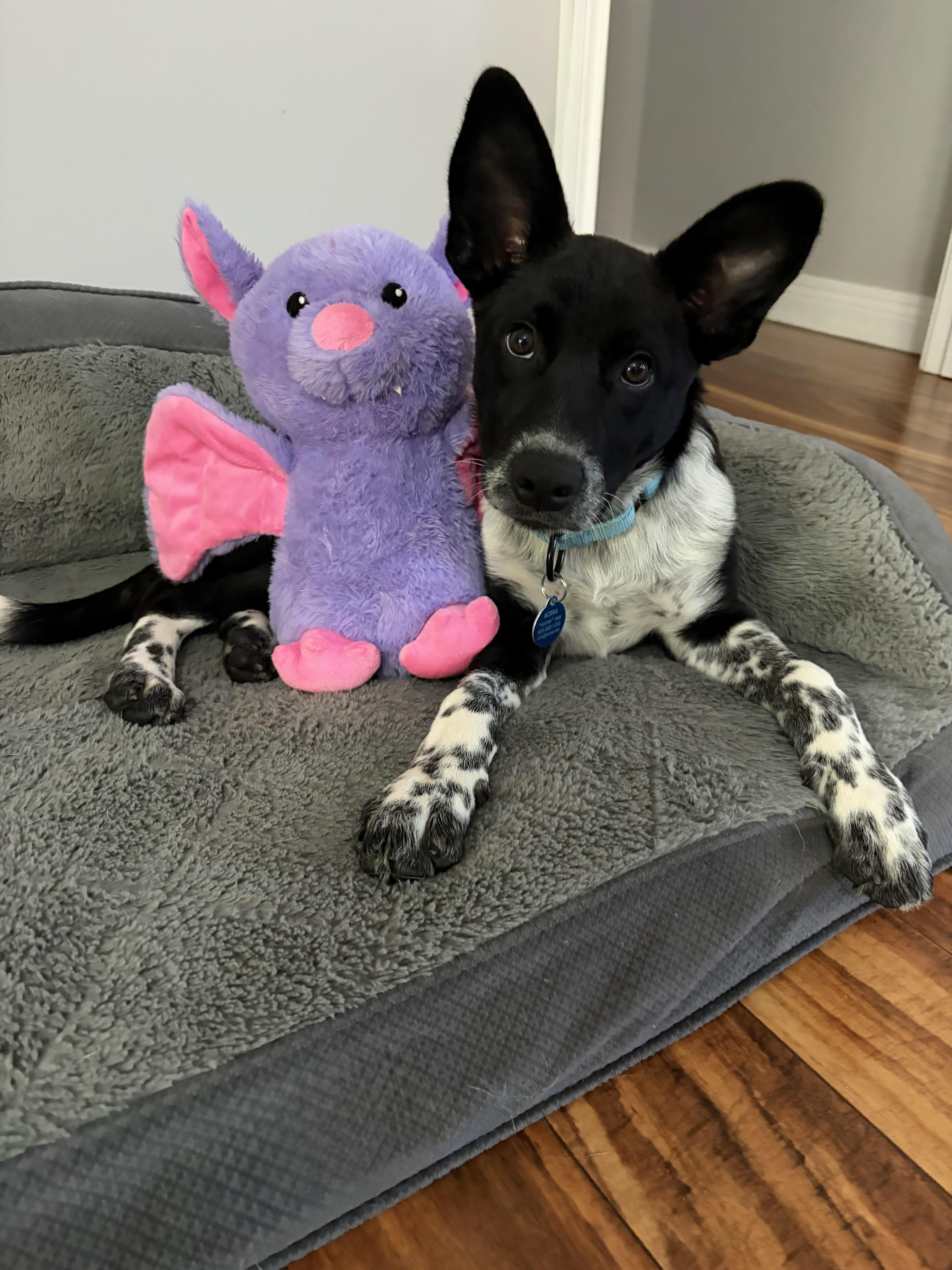 Enlarge Sam, a Adoptable Australian Cattle Dog / Blue Heeler in Bardstown , KY image 2/5