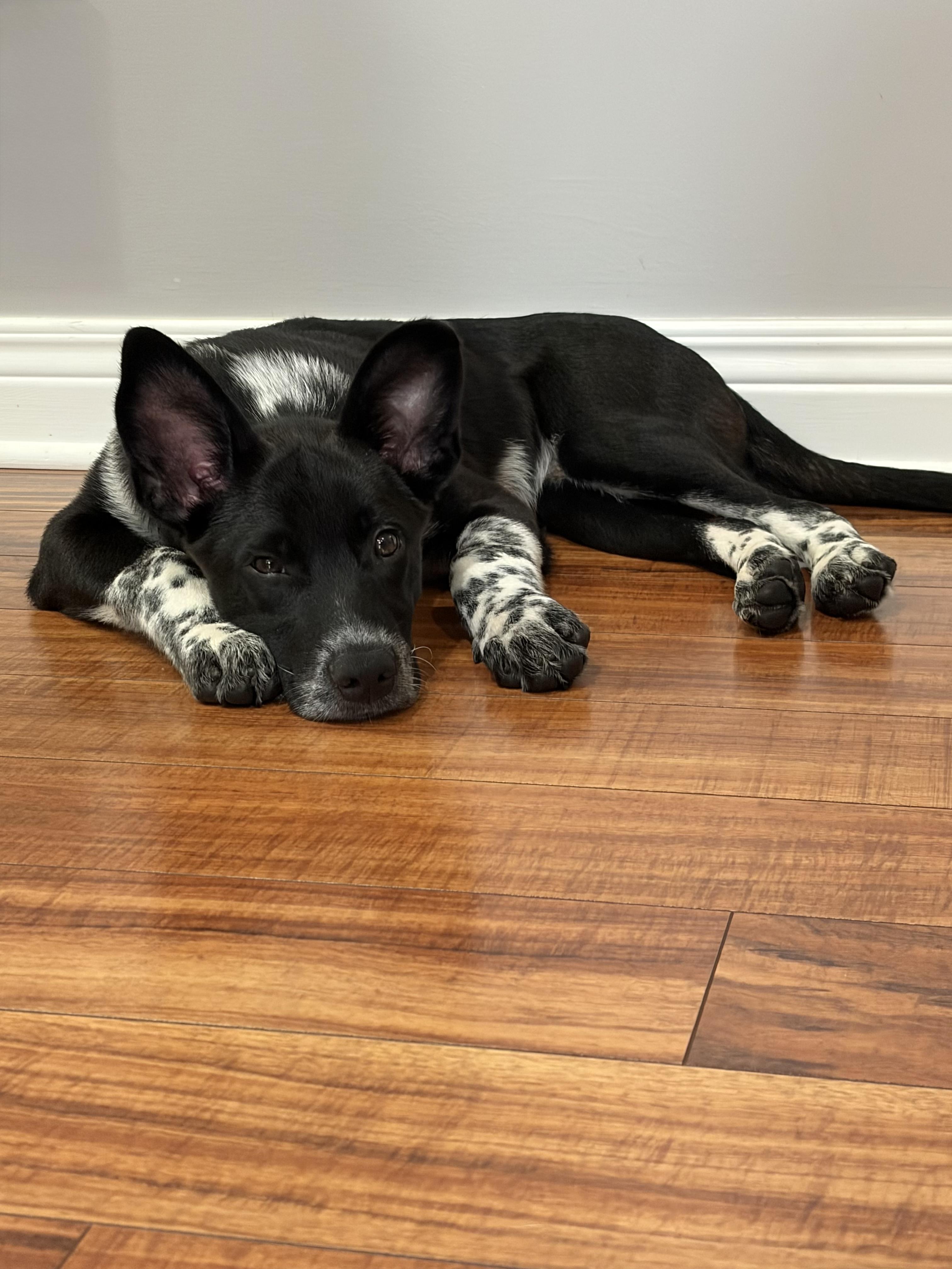 Enlarge Sam, a Adoptable Australian Cattle Dog / Blue Heeler in Bardstown , KY image 3/5