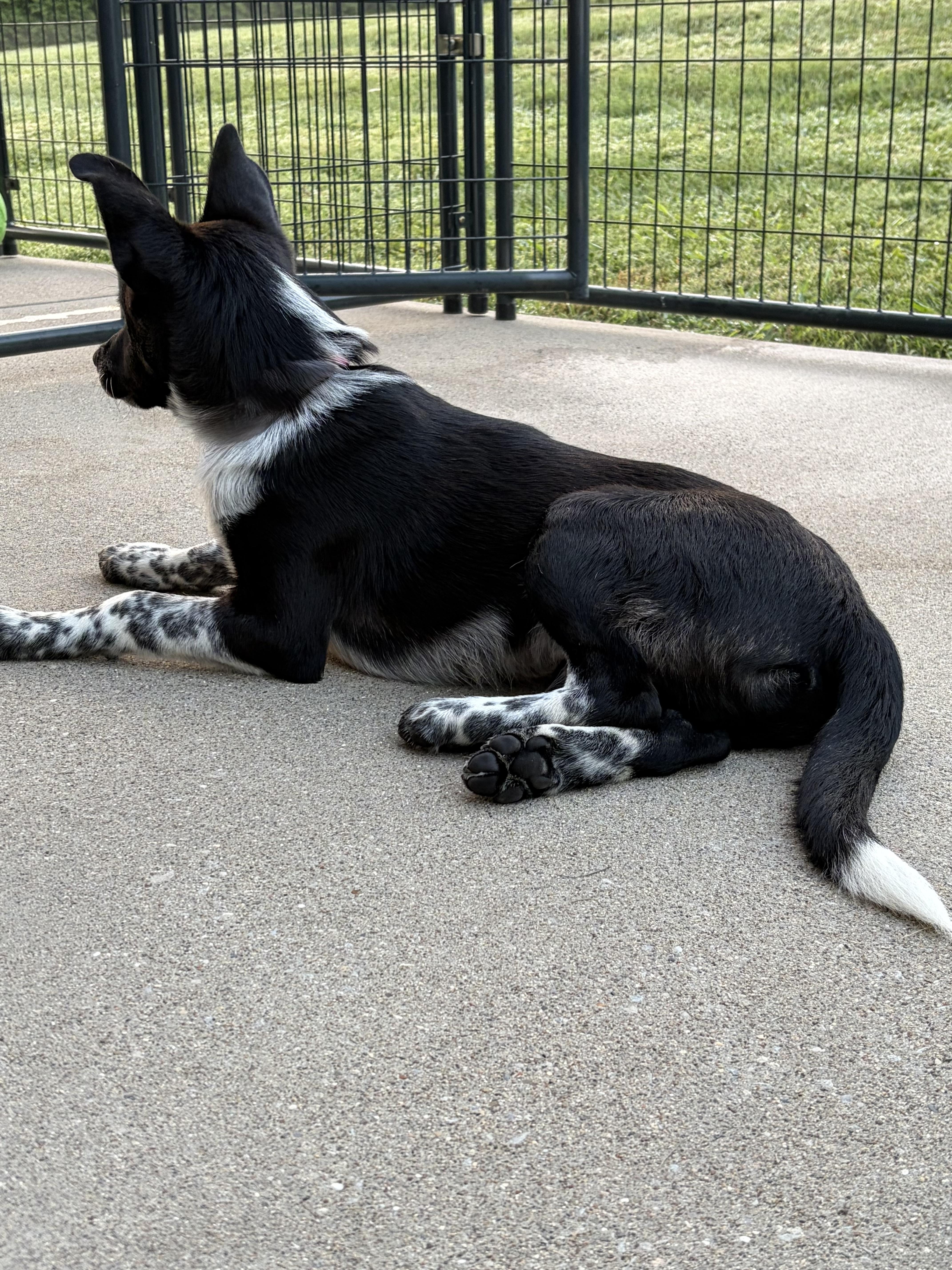 Enlarge Sam, a Adoptable Australian Cattle Dog / Blue Heeler in Bardstown , KY image 5/5