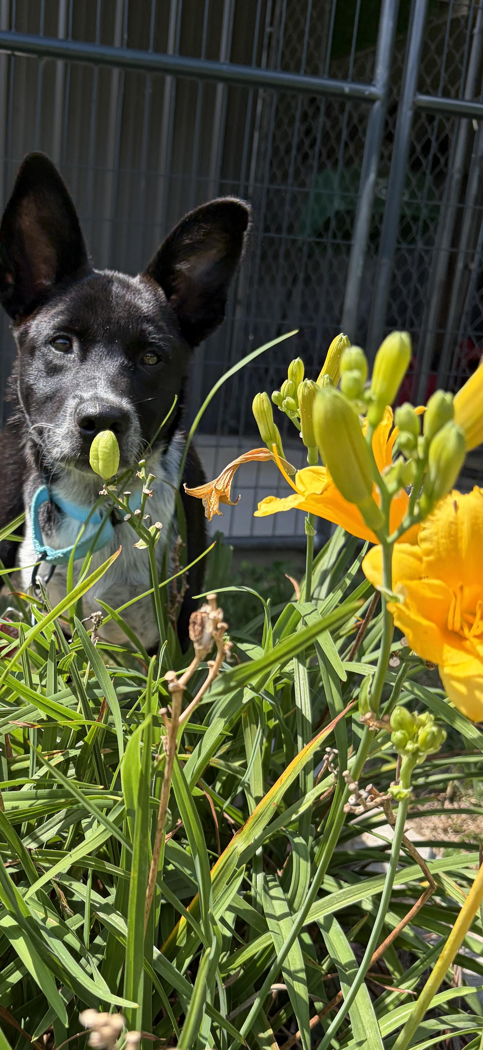 Enlarge Sam, a Adoptable Australian Cattle Dog / Blue Heeler in Bardstown , KY image 4/5