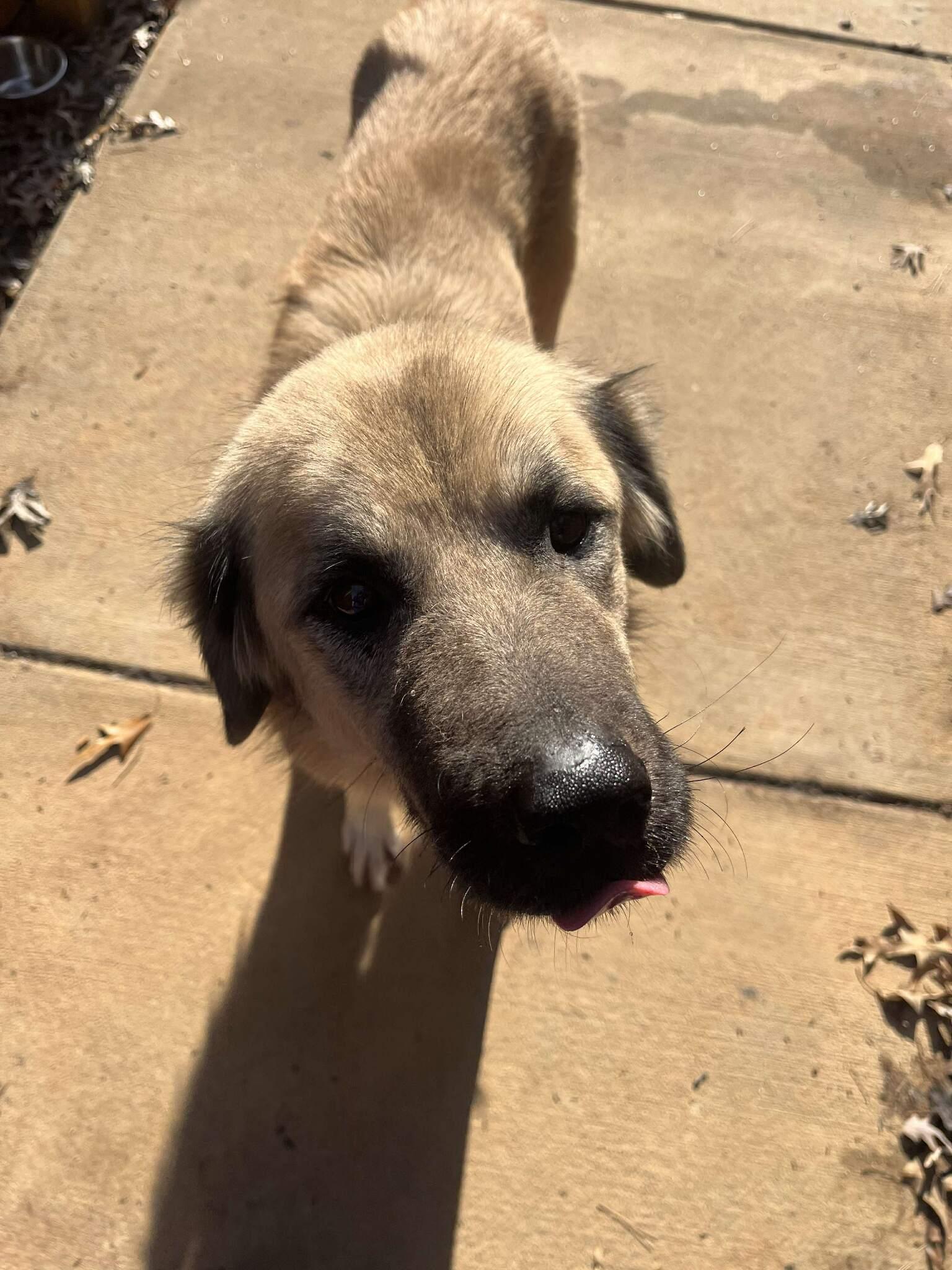 Sage, Adoptable, Adult Female Anatolian Shepherd.