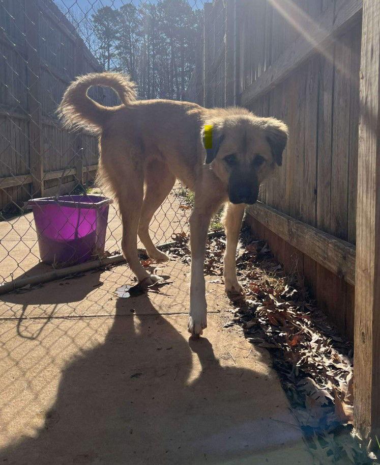 Enlarge Sage, a Adoptable Anatolian Shepherd in Charlotte, NC image 3/3
