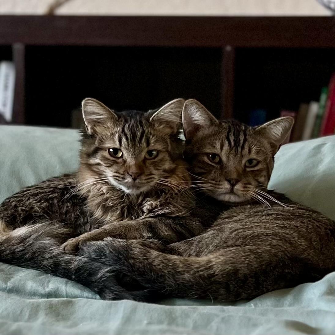 Enlarge Bonnie and Clyde, a ADOPTABLE Tabby in Queen Creek, AZ image 2/4