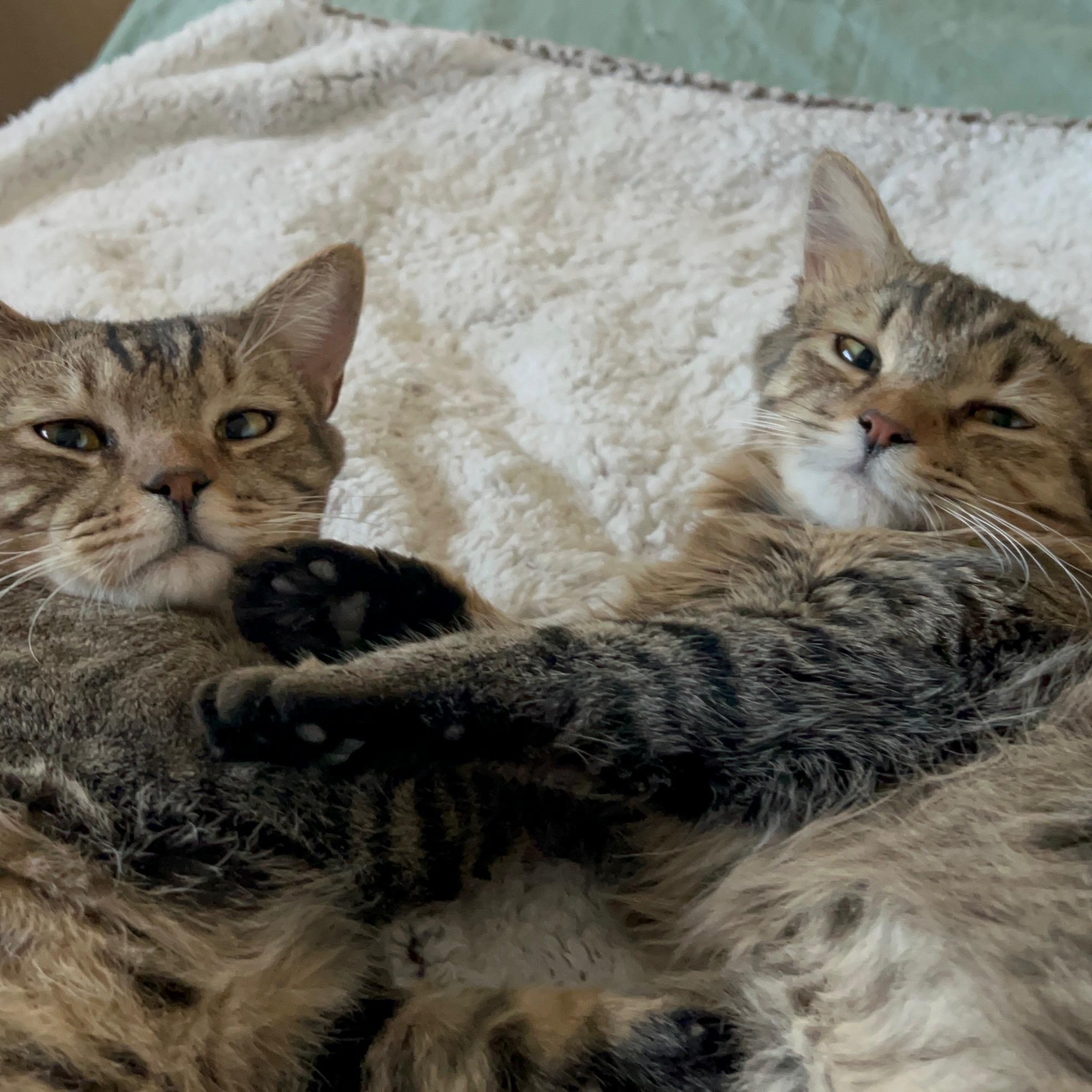 Enlarge Bonnie and Clyde, a ADOPTABLE Tabby in Queen Creek, AZ image 1/4