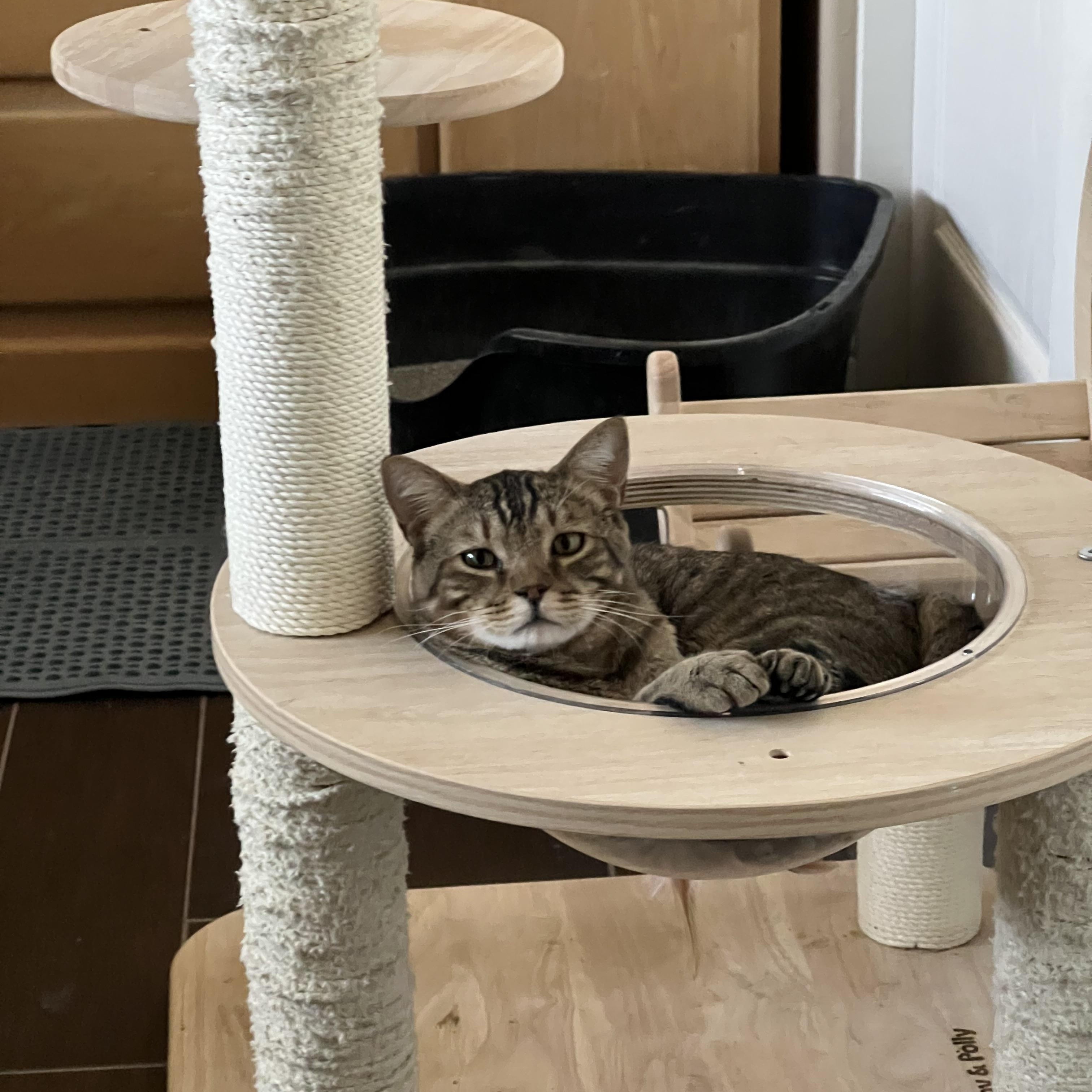 Enlarge Bonnie and Clyde, a ADOPTABLE Tabby in Queen Creek, AZ image 4/4