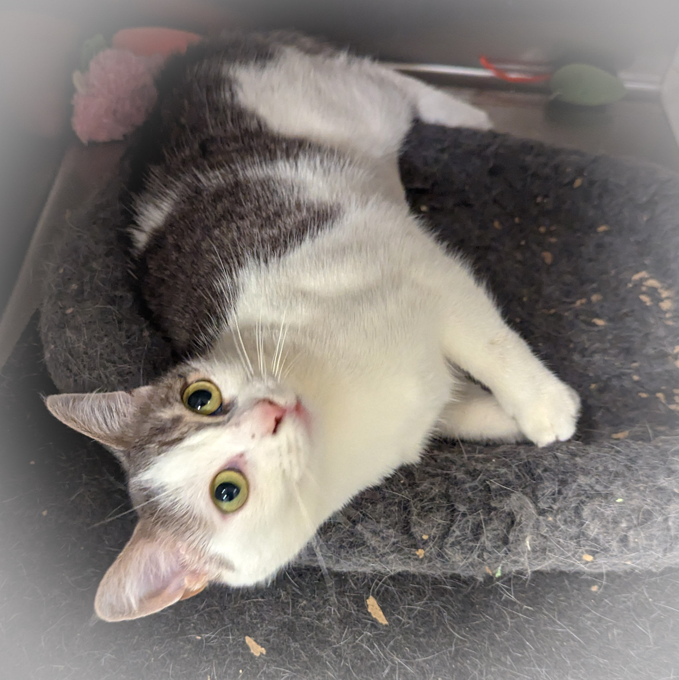 GWENDOLYN, a Adoptable mixed breed in Griffith, IN image 5/6