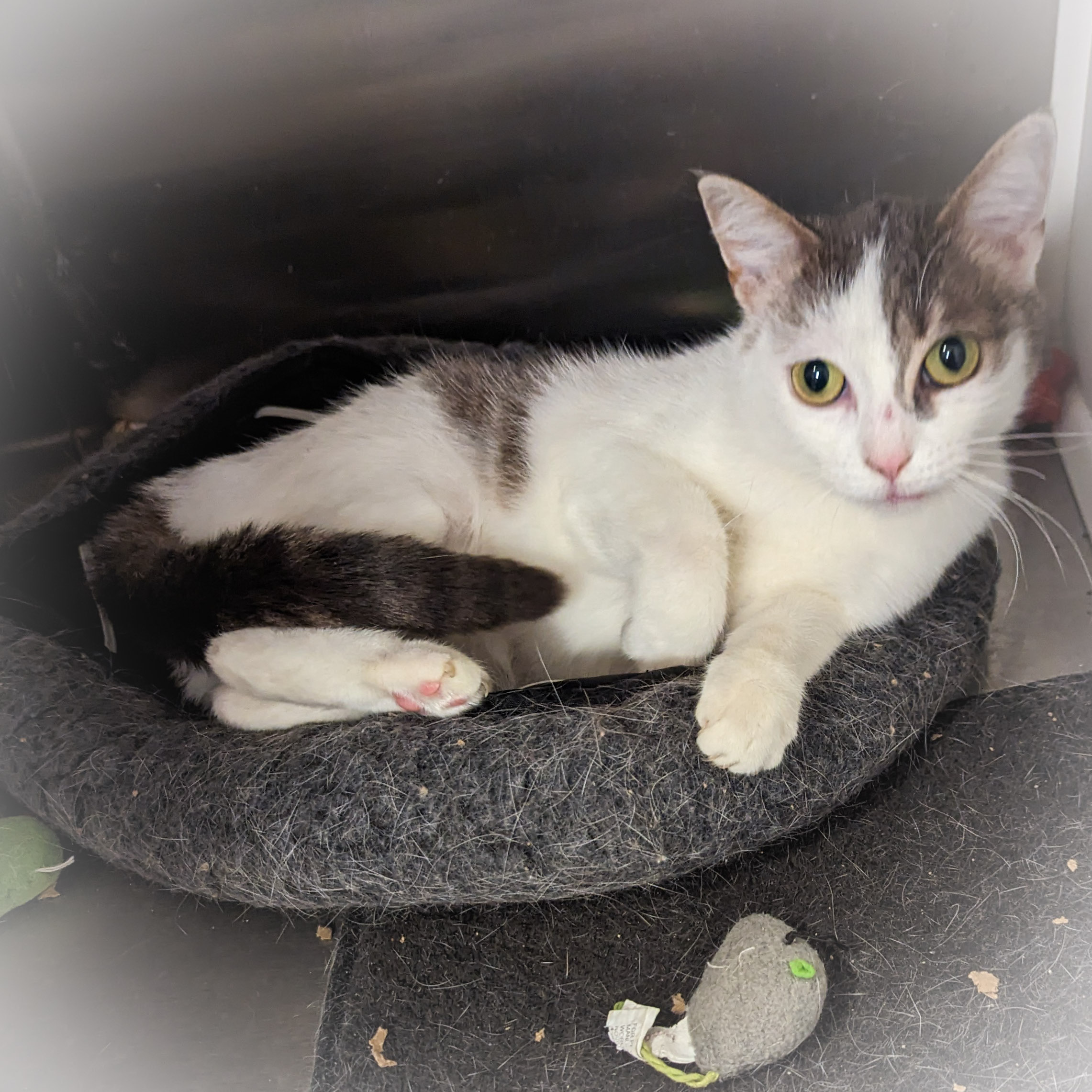 GWENDOLYN, a Adoptable mixed breed in Griffith, IN image 3/6