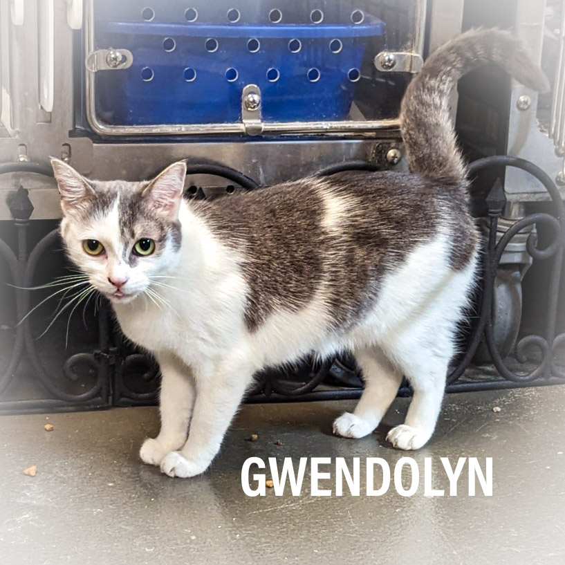 GWENDOLYN