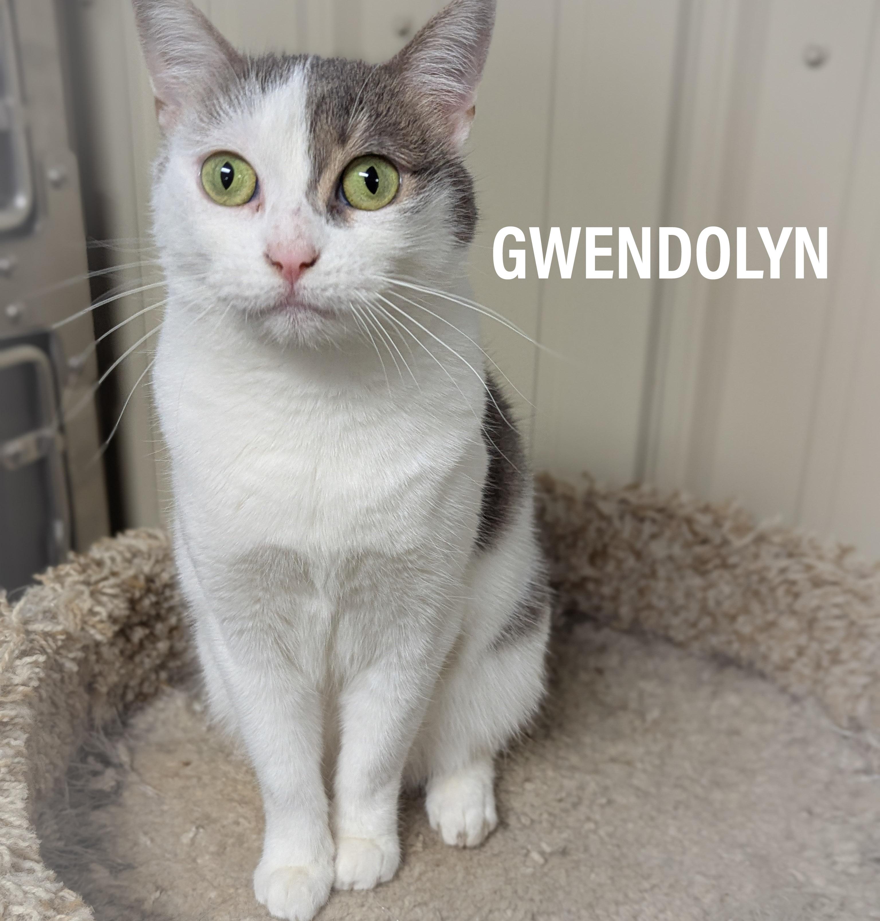 GWENDOLYN, a Adoptable mixed breed in Griffith, IN image 1/6
