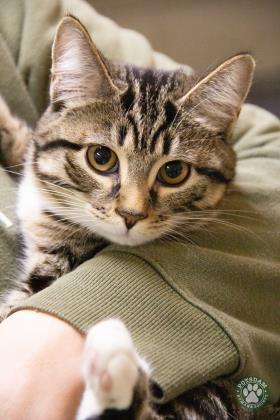 Enlarge Jingle, a ADOPTABLE Domestic Short Hair in Potsdam, NY image 1/1