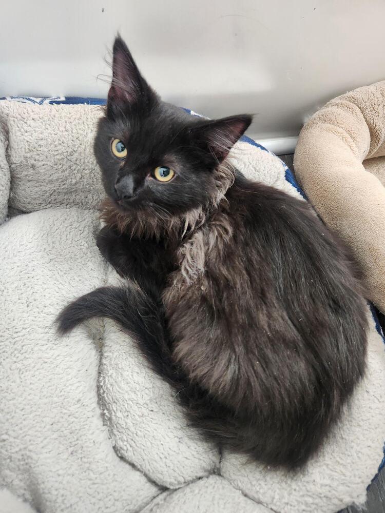 Puffy, Adoptable, Kitten Male Domestic Long Hair.