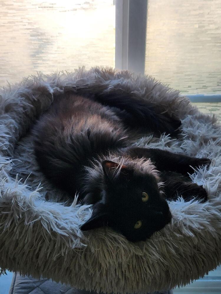 Enlarge Puffy, a Adoptable Domestic Long Hair in Lancaster, CA image 2/2