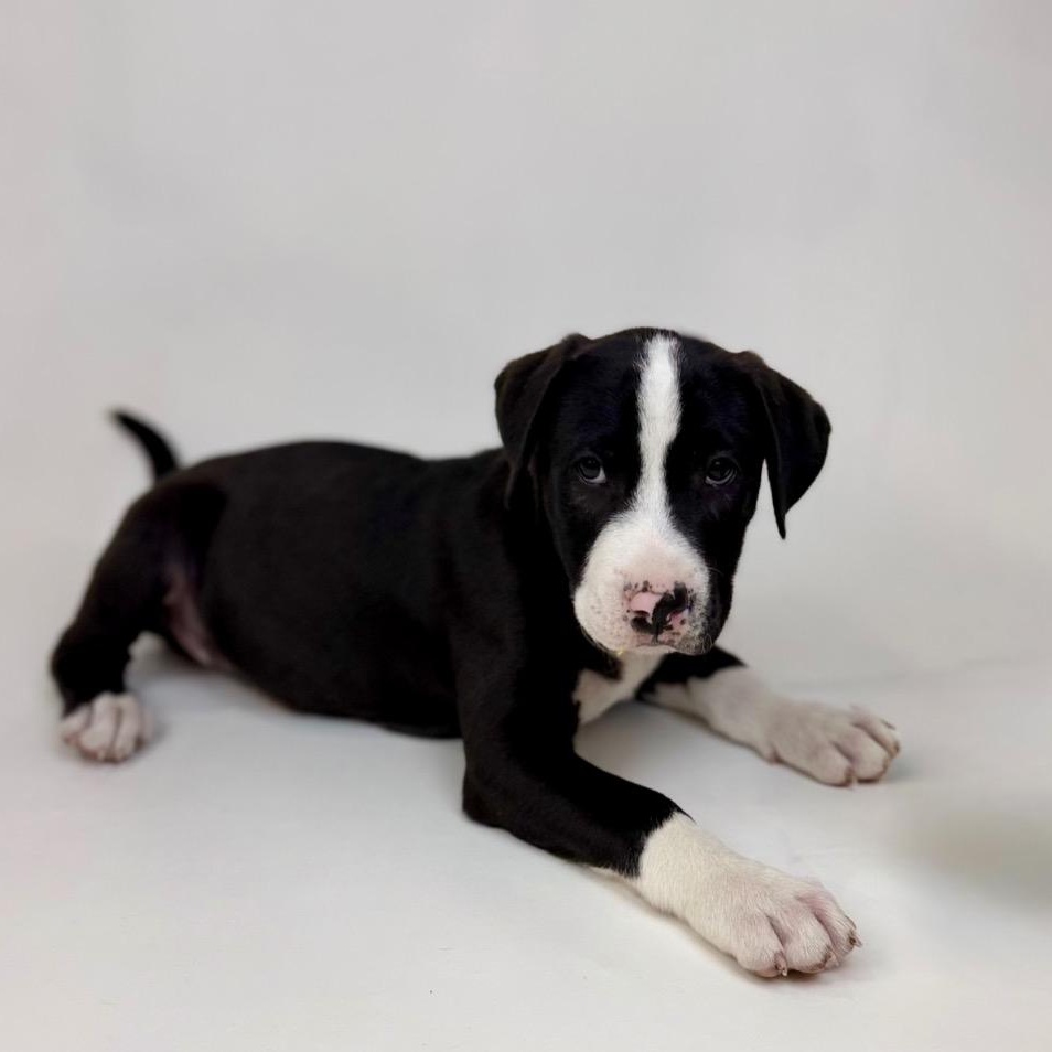 Enlarge Vander, a Adoptable mixed breed in Bellingham, WA image 2/4