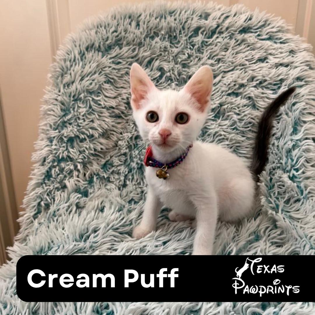 Cream Puff