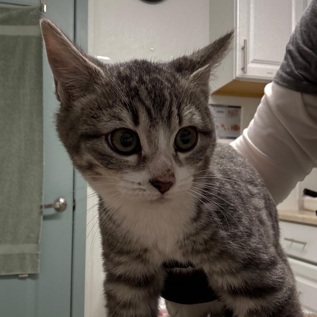 Enlarge Pebbles, a Adoptable Domestic Short Hair in Mount Shasta, CA image 1/2