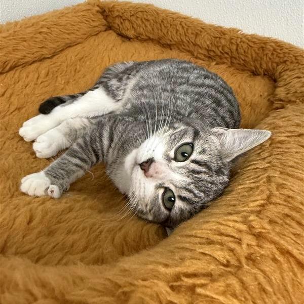 Enlarge Pebbles, a Adoptable Domestic Short Hair in Mount Shasta, CA image 2/2