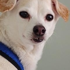 Chance, an adopted mixed breed in Dayton, OH image 5/5