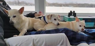 Chance, an adopted mixed breed in Dayton, OH image 3/5