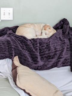 Chance, an adopted mixed breed in Dayton, OH image 2/5