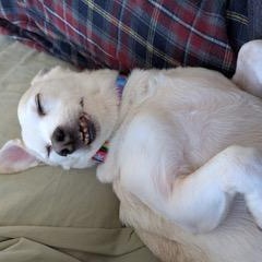 Chance, an adopted mixed breed in Dayton, OH image 1/5