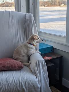 Chance, an adopted mixed breed in Dayton, OH image 4/5