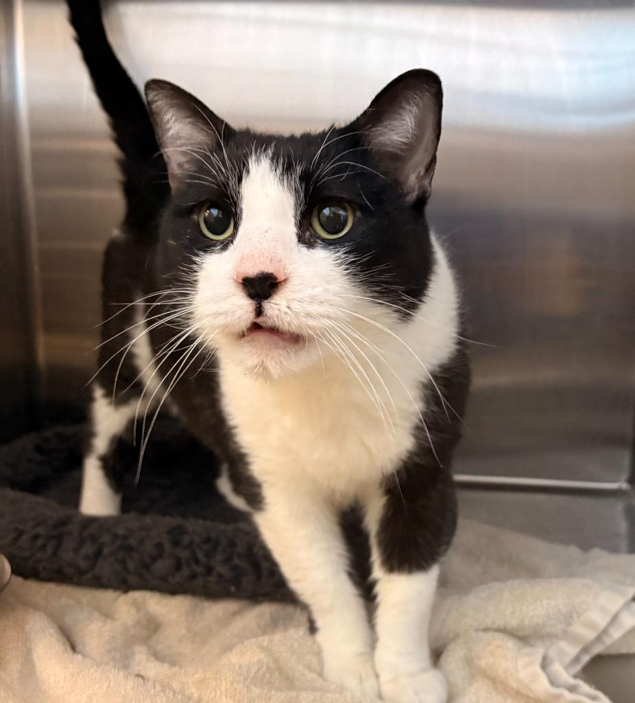 Enlarge Norbit (Ping Pong), a Adoptable mixed breed in Heber City, UT image 1/1