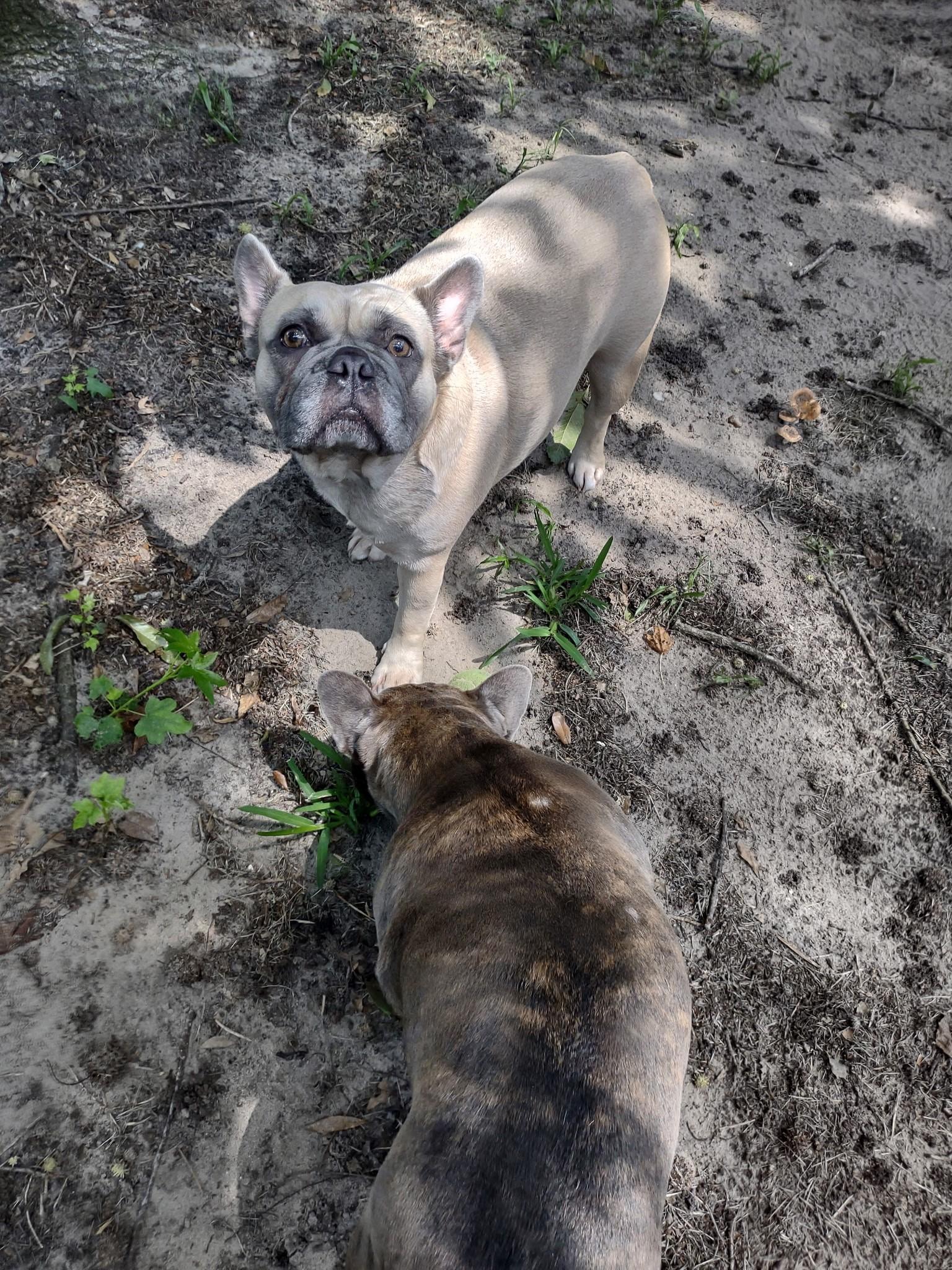 Enlarge Hazel, an adoptable French Bulldog in Bonneau, SC image 1/2