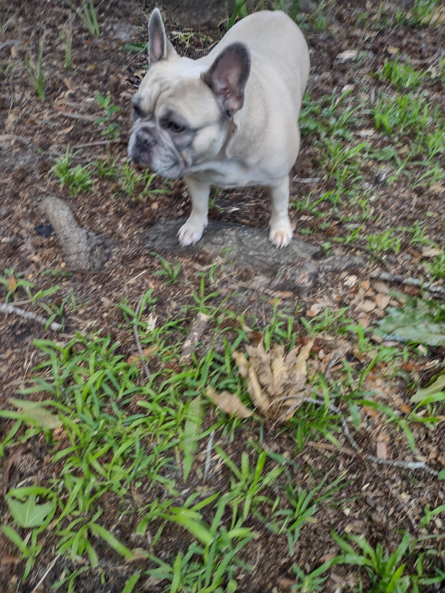 Enlarge Hazel, an adoptable French Bulldog in Bonneau, SC image 2/2