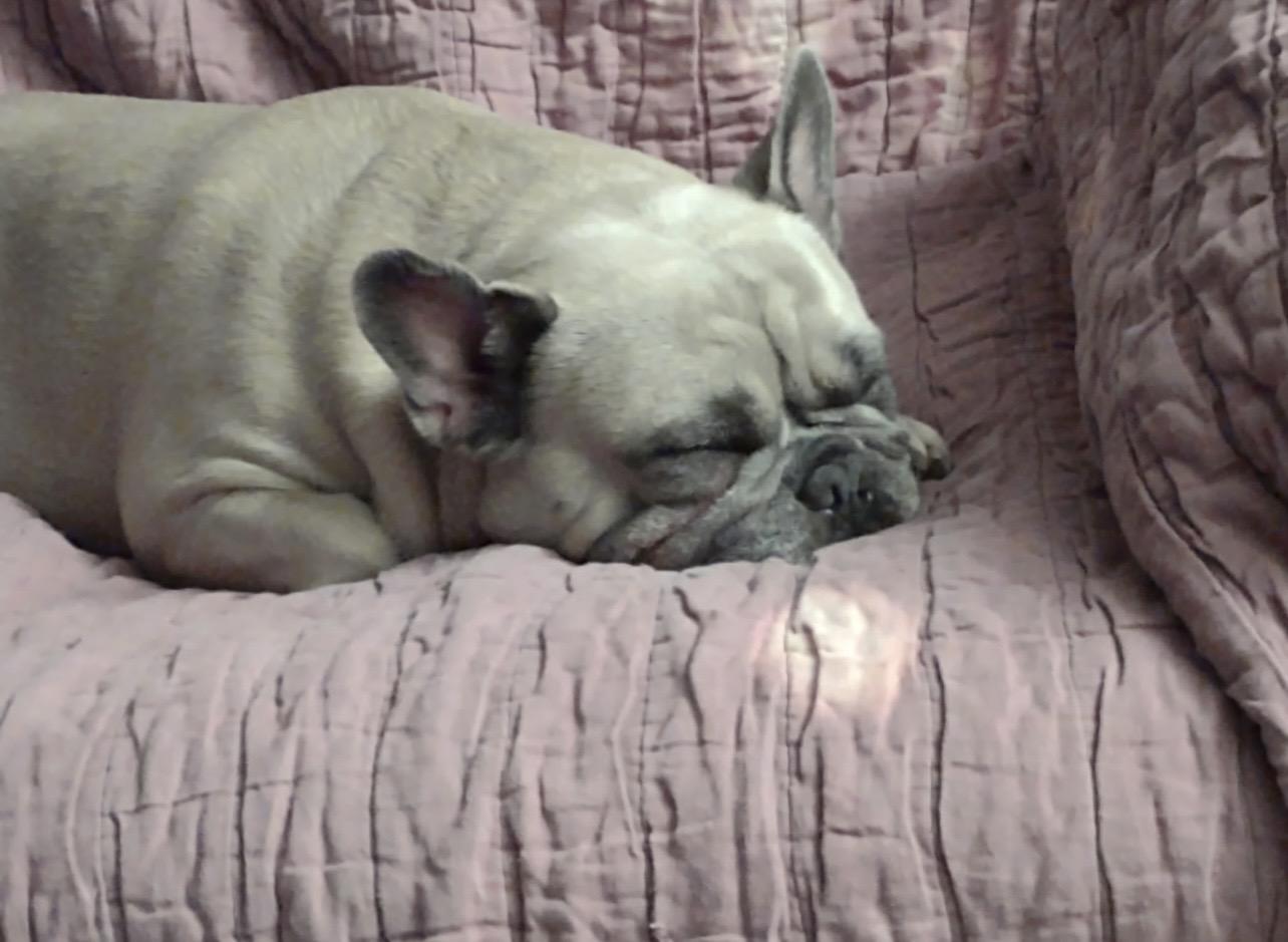 Hazel, adoptable, Adult Female French Bulldog.