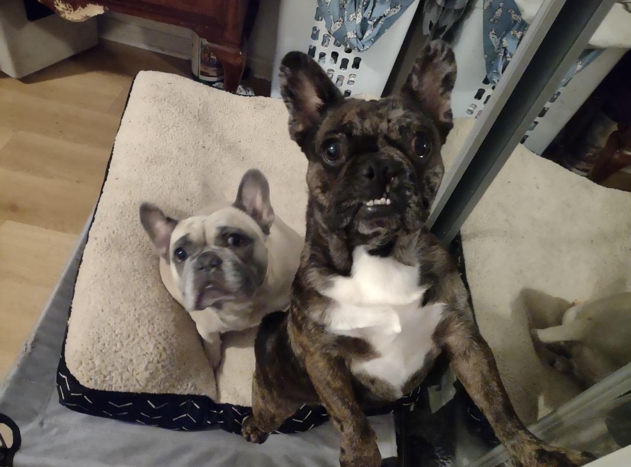 Hazel, an adoptable French Bulldog in Bonneau, SC image 4/4