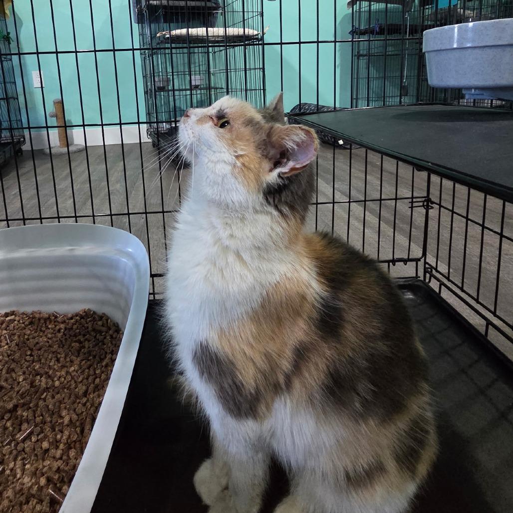 Enlarge Pioneer Honey, a Adoptable Domestic Short Hair in Marion, VA image 2/2