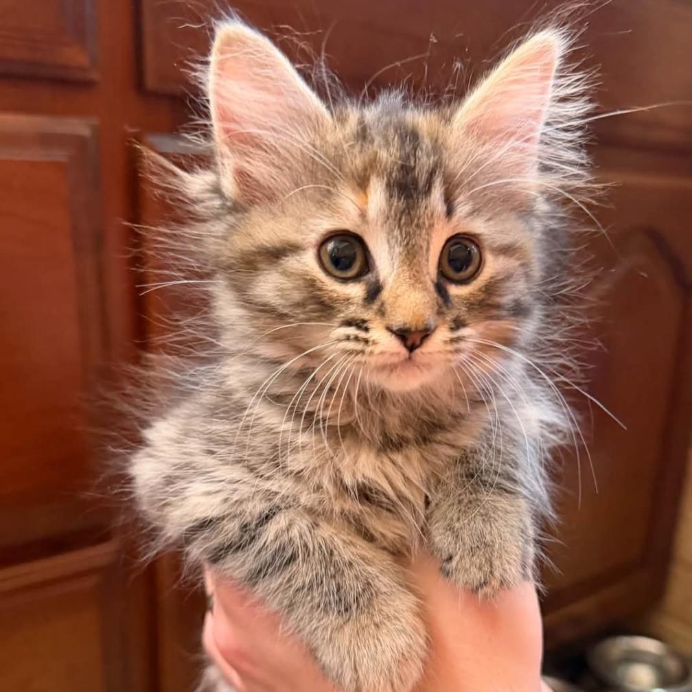 Paprika, Adoptable, Kitten Female Domestic Medium Hair.