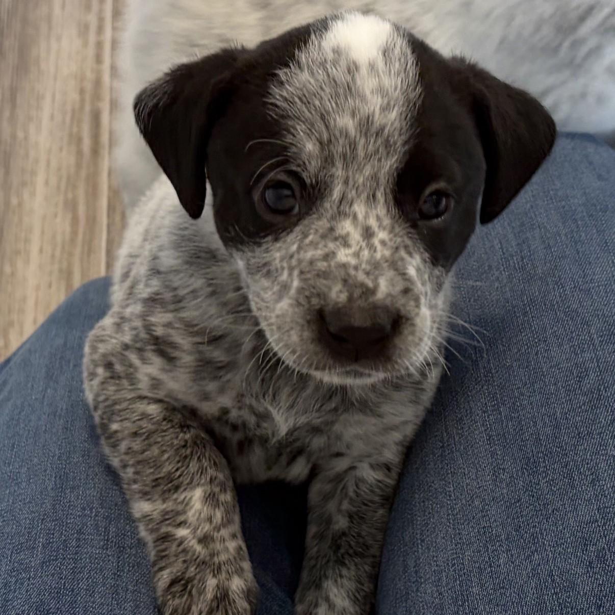 Enlarge Tristin, an adoption pending mixed breed in Normal, IL image 3/5