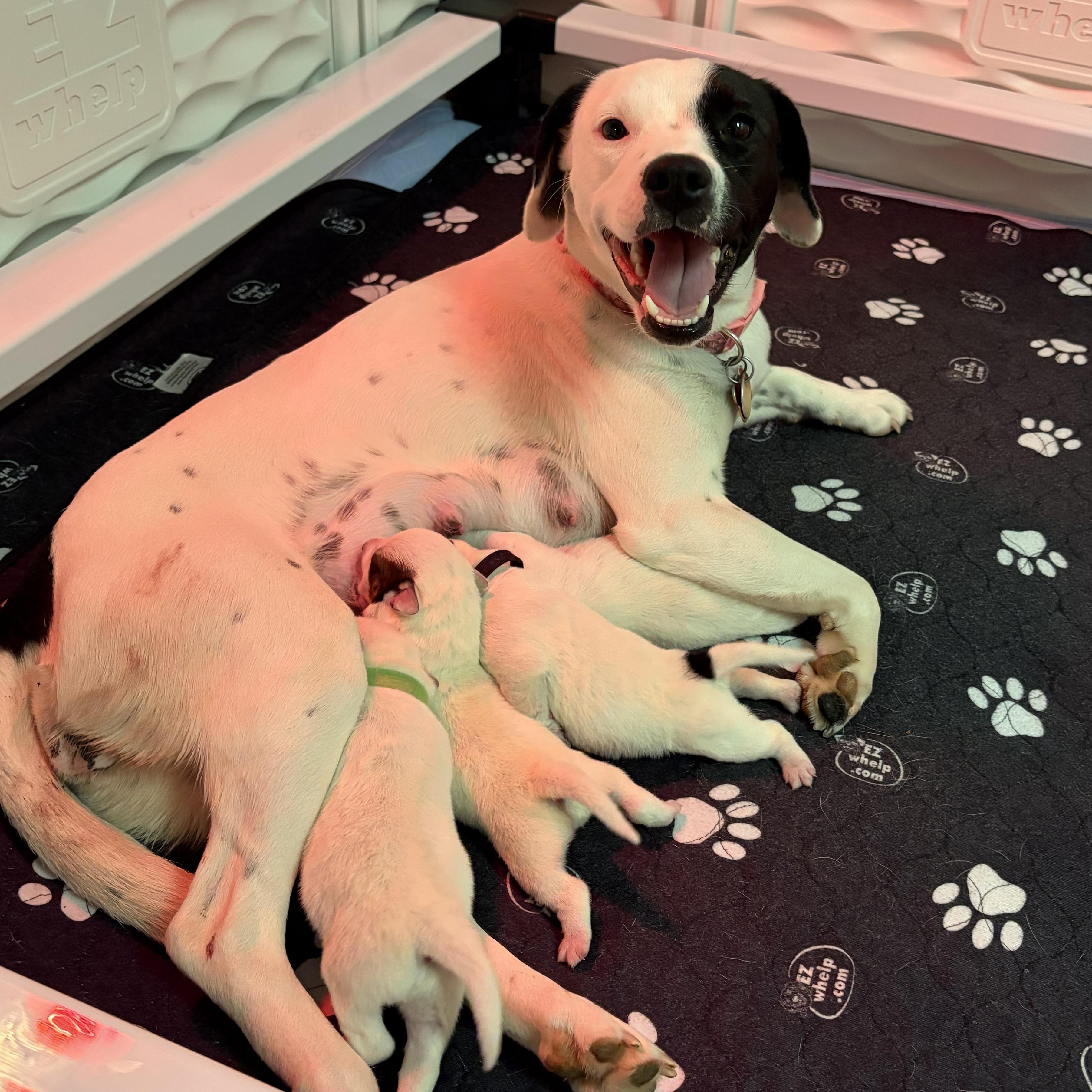 Enlarge Tristin, an adoption pending mixed breed in Normal, IL image 5/5