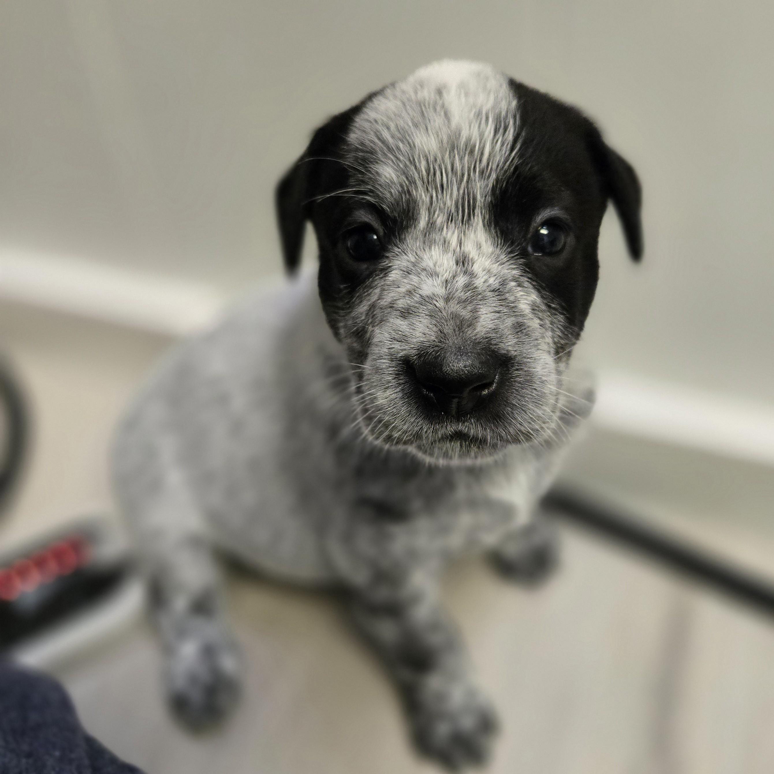 Enlarge Tristin, an adoption pending mixed breed in Normal, IL image 4/5