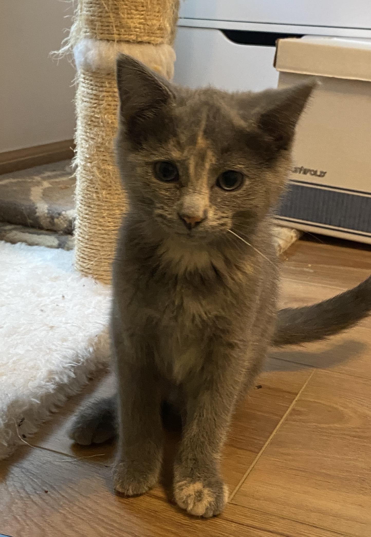 Willow
