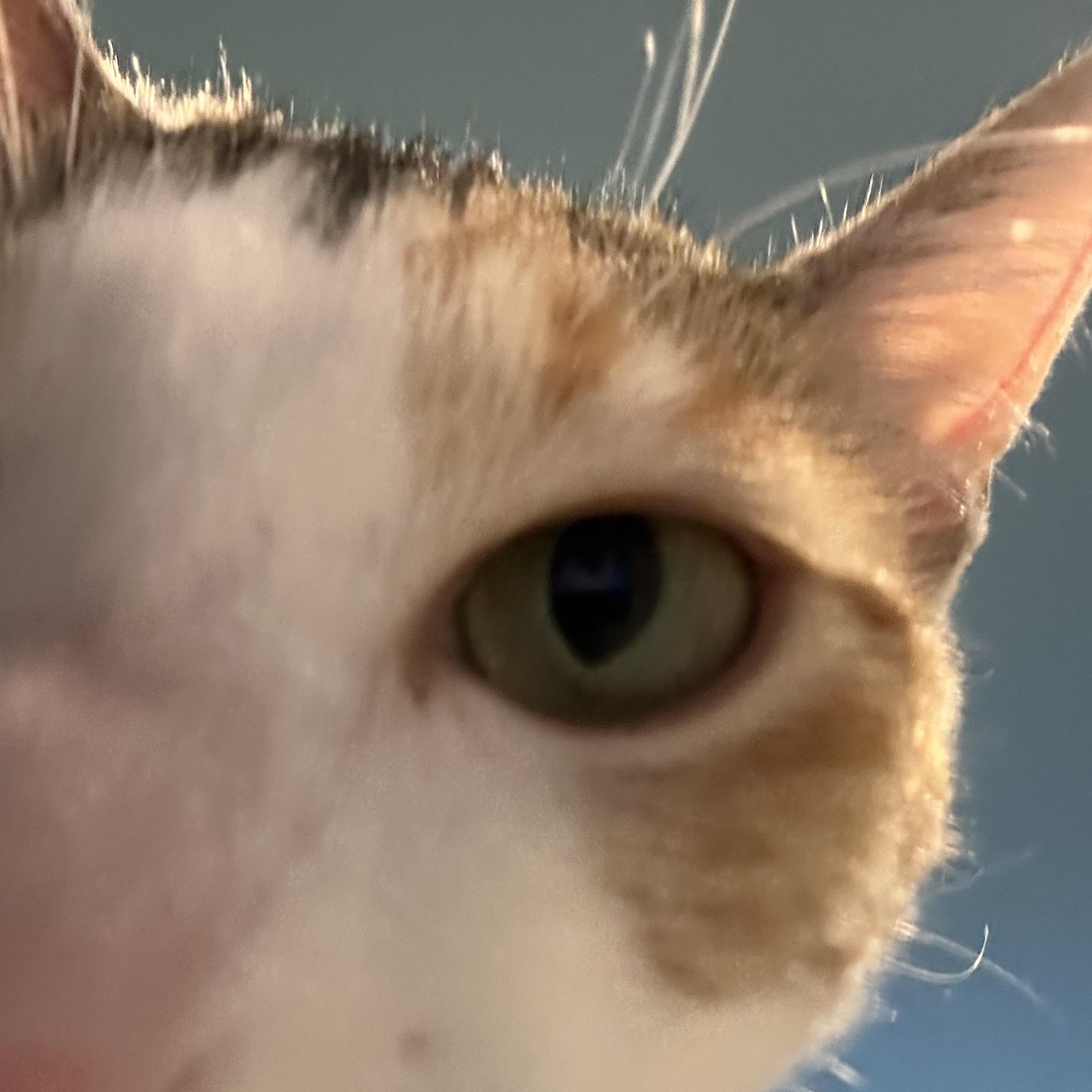 Peaches thumbnail 3