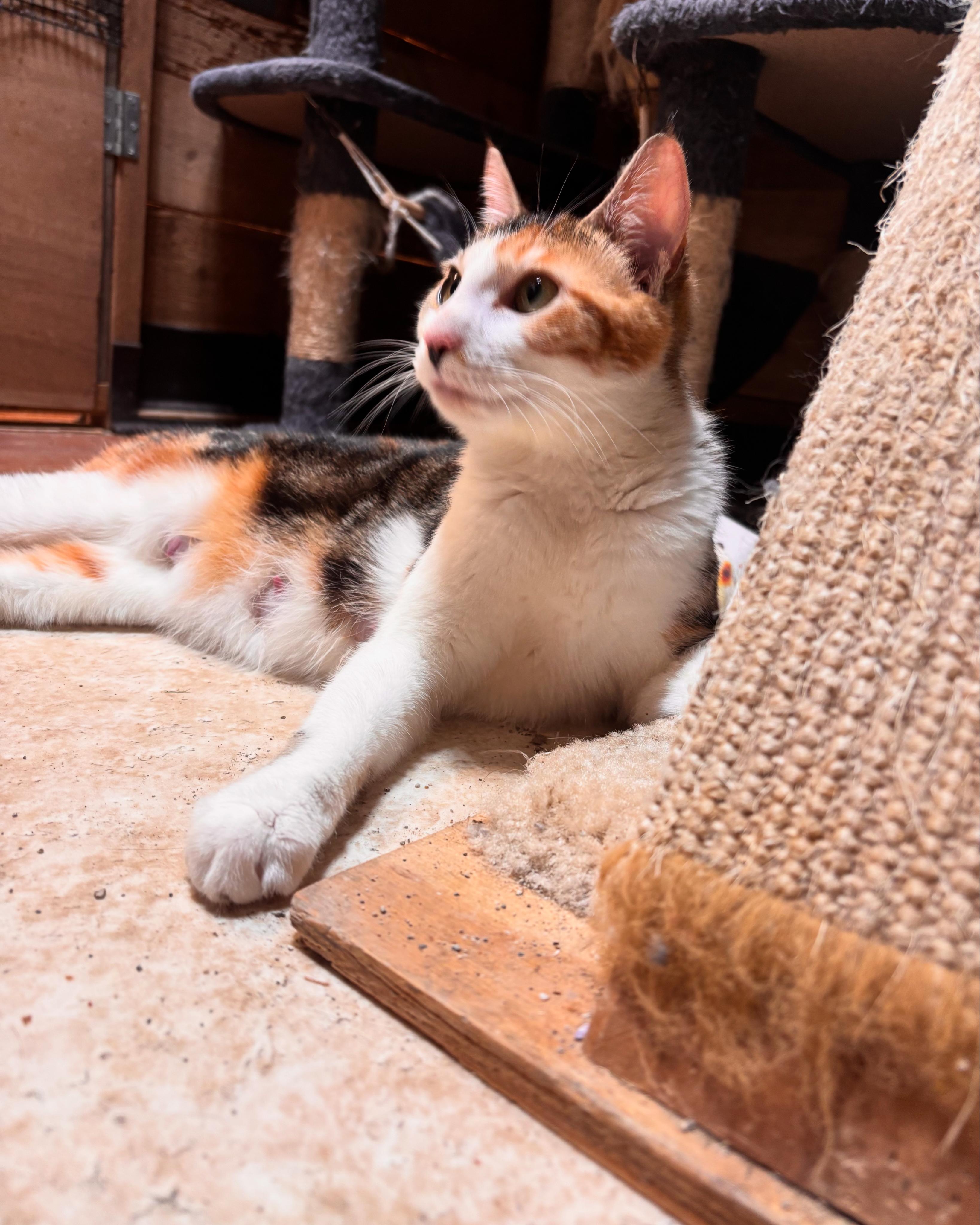 Peaches thumbnail 5