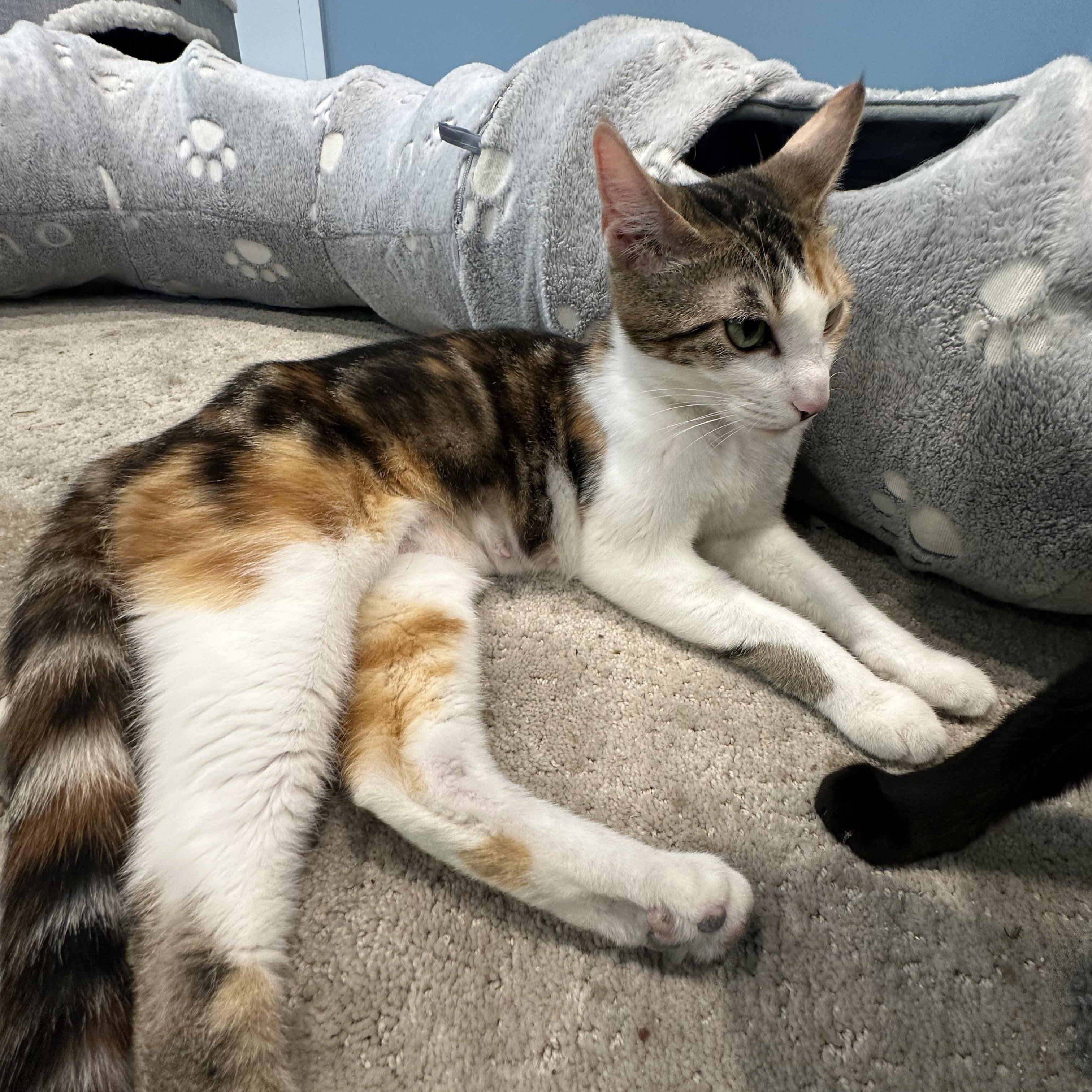 Peaches thumbnail 4