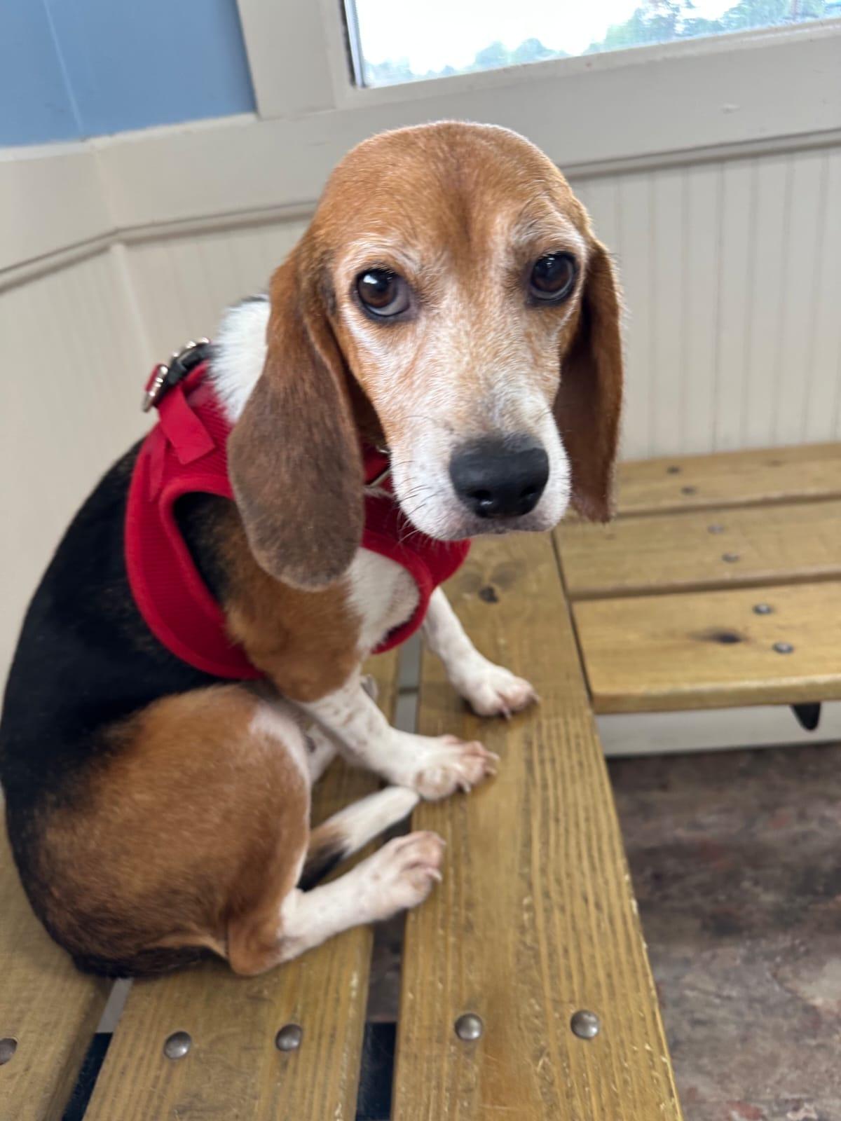 Rosa Lee, a Adoptable Beagle in Dunnellon, FL image 1/3